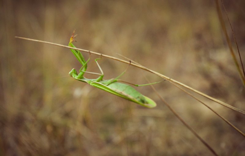 Close-up of big green praying mantis sitting on a branch