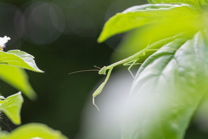 Baby praying mantis peeks out from a leaf