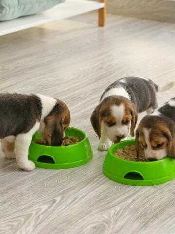 The Ultimate Guide to Puppy Feeding