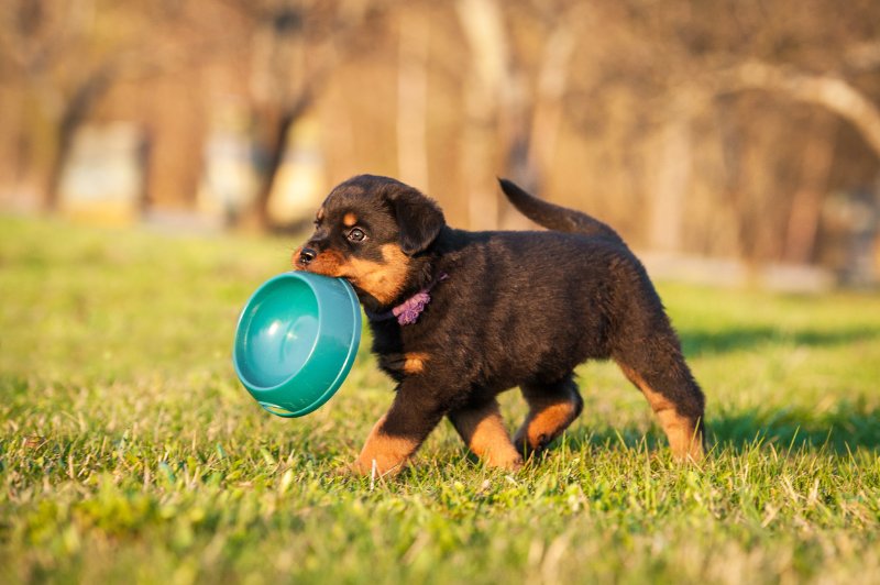 Understanding Rottweiler Behavior: 5 Key Traits You Should Know 1 Puppy holding a bowl