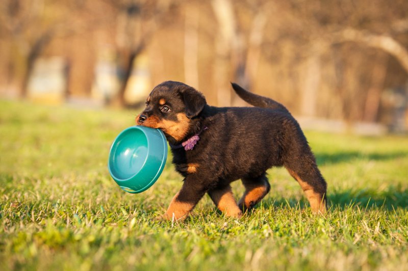 Puppy holding a bowl