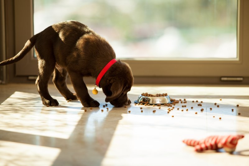 puppy eating from its plate