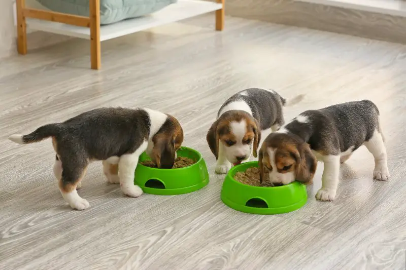 puppies eating food from bowls