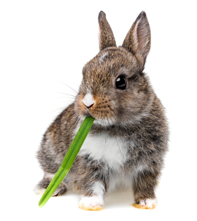 rabbit eating a grass