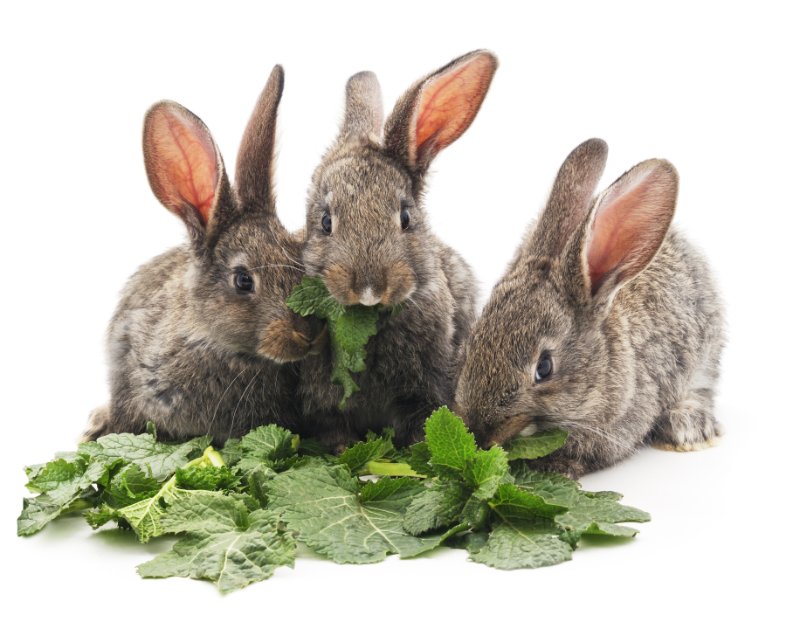 Rabbits eating green leaves