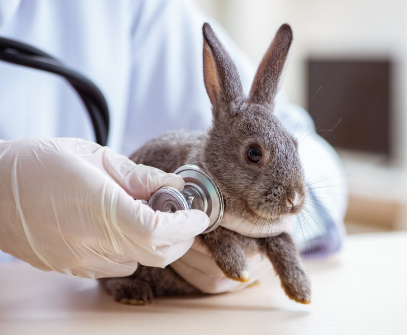 Vet doctor checking up rabbit