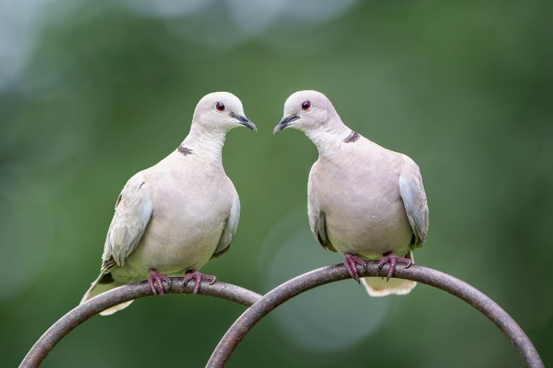 Ring neck Doves sitting on a metal ring