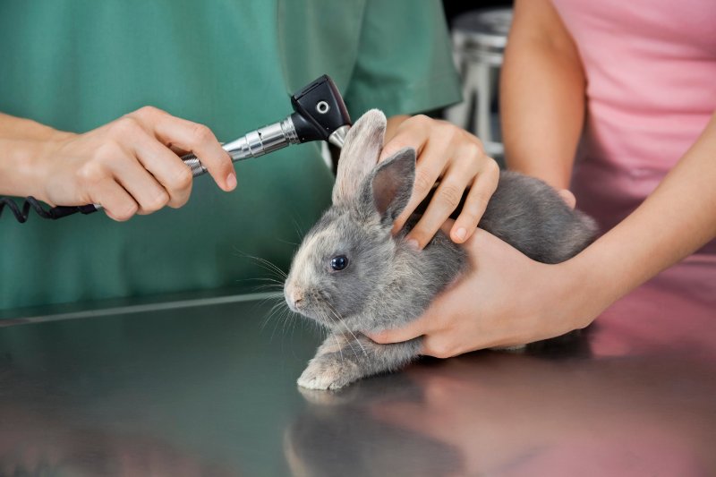 Nurse Examining Rabbit