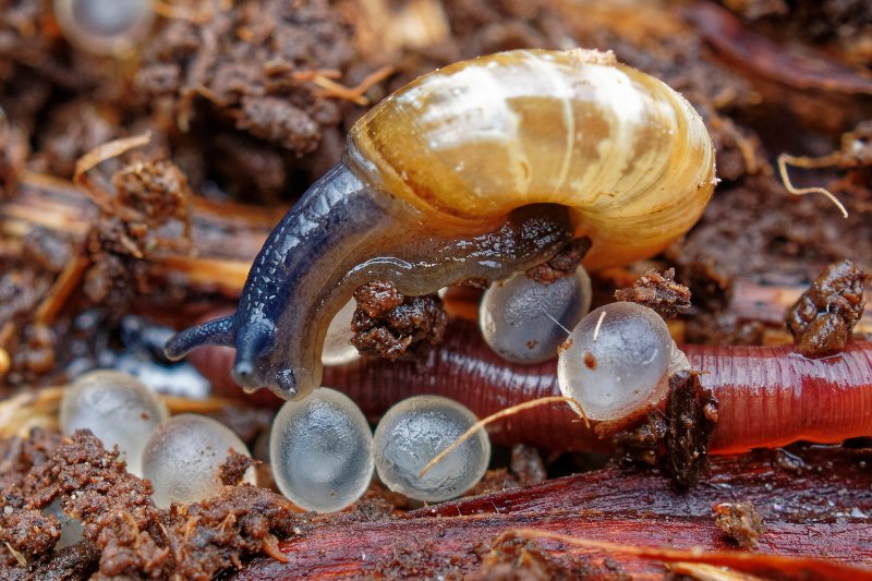 Snail laying eggs on a soil