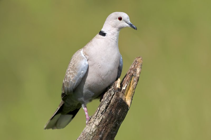 The ring-necked dove perched on a branch