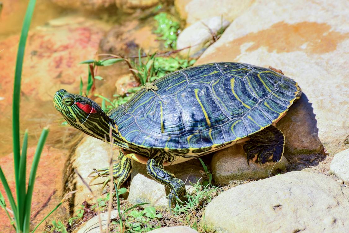 Close up shot of a tortoise