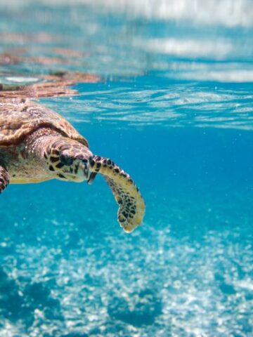 Discover the Fascinating World of Turtles: A Guide to Different Turtle Species