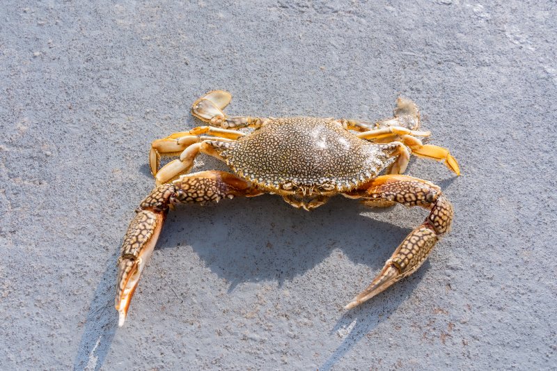 Closeup view of crab