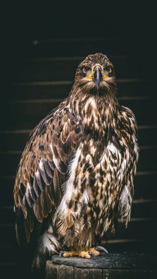 "A Glimpse into a Hawk's Life" offers an intimate portrayal of the daily activities and life stages of these majestic birds of prey, providing a visual narrative that encompasses nesting rituals, soaring flights, and successful hunts.