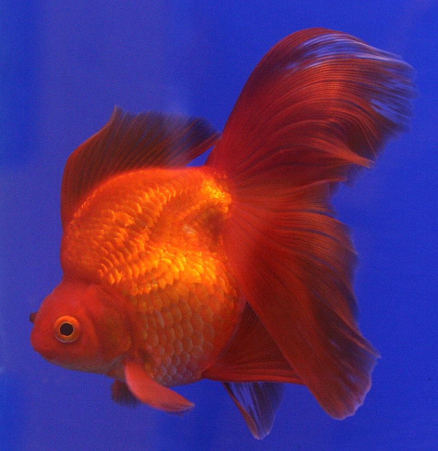 A Ryukin goldfish