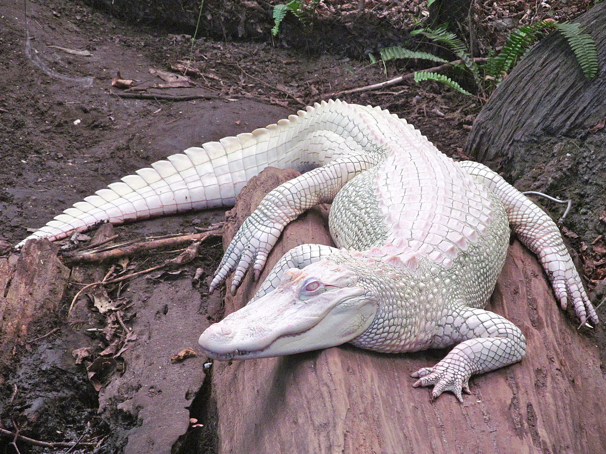 Rico - Albino Alligator