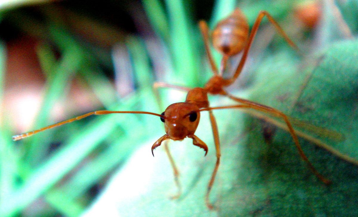 A weaver ant in fighting position, mandibles wide open