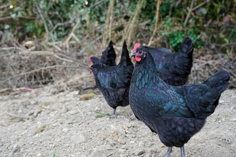 Free range Australorp chickens. Farm animals