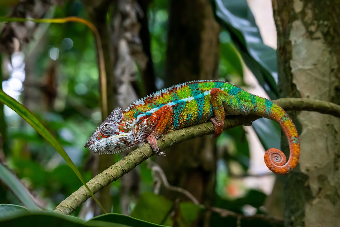 A beautiful and colorful Chameleon