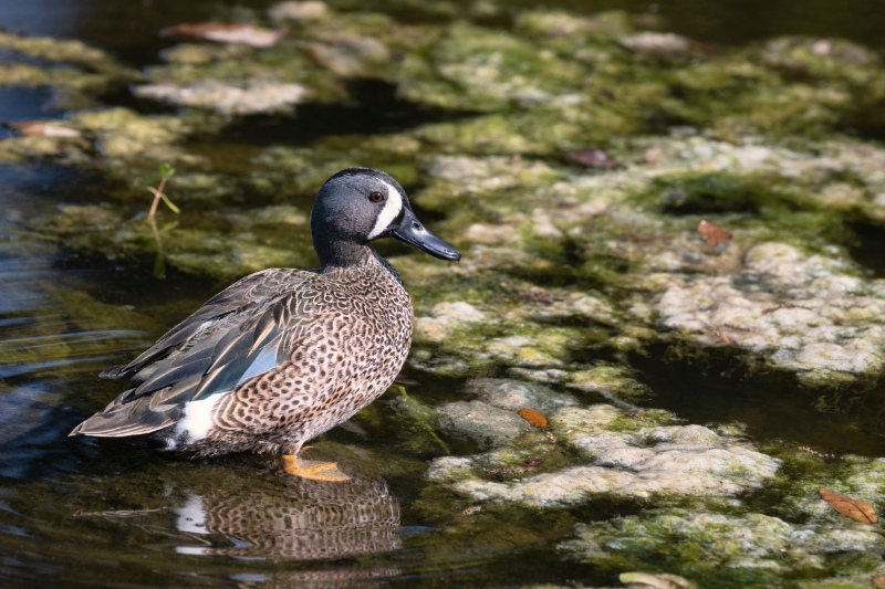 Male Blue-Winged Teal Duck sitting on a log in a pond