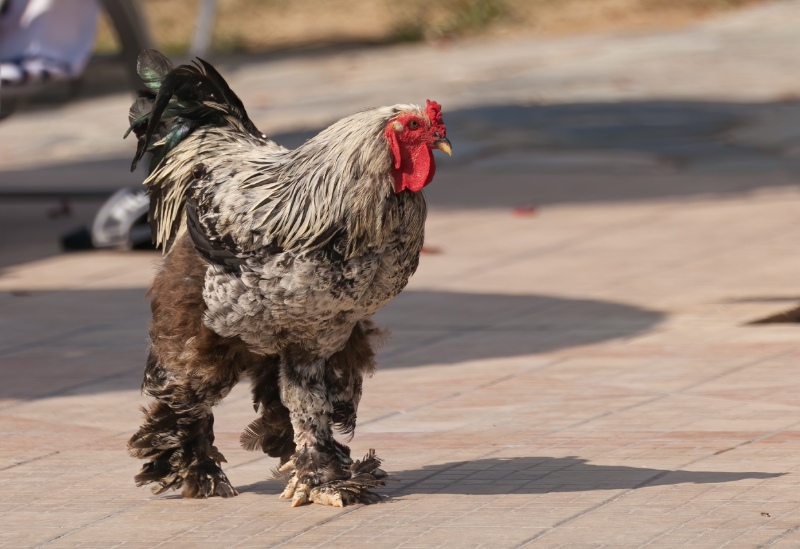 Booted bantam going for a walk