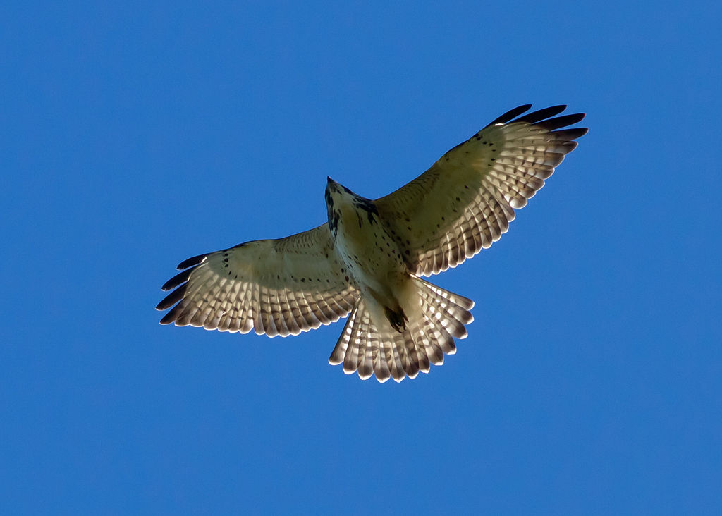Immerse yourself in the world of the Broad-winged Hawk with this insightful guide, detailing its migratory patterns, unique vocalizations, and preference for dense forests.