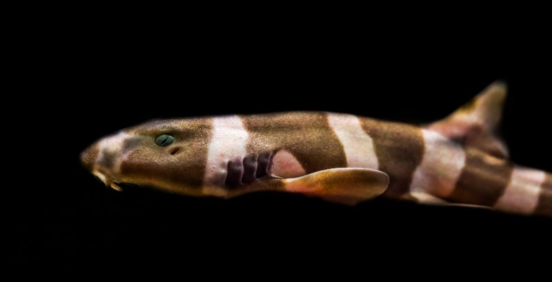 brown banded bamboo shark isolated on a black background