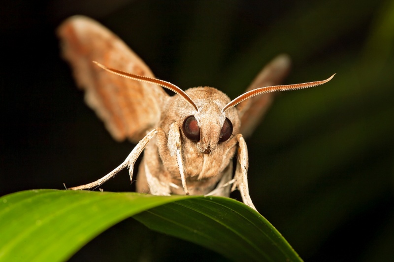 Face of a Brown Moth