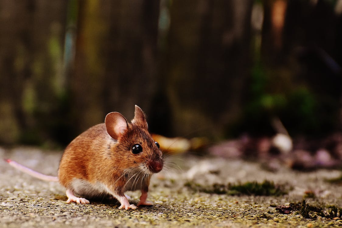 A brown mouse