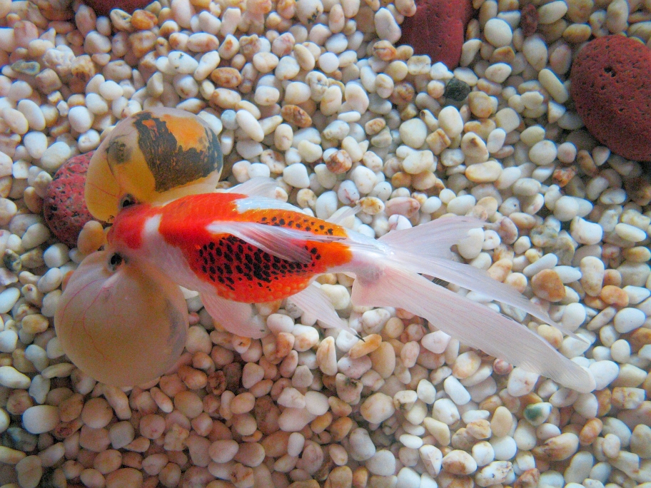 Bubble eye goldfish(with a dorsal fin) seen from the top