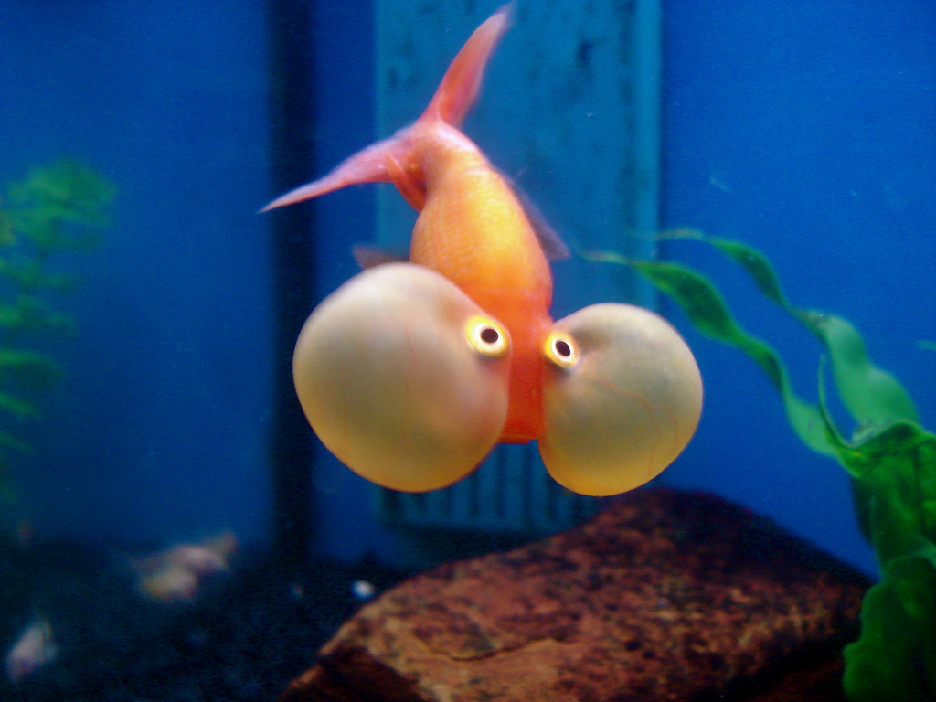 Bubble Eyed Goldfish