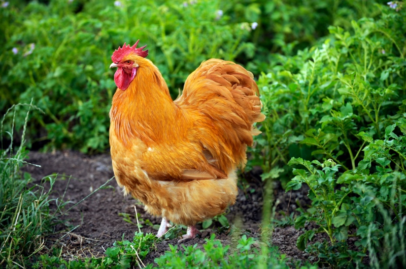 Close up view of a buff orpington chicken walking through the grass on rural farm
