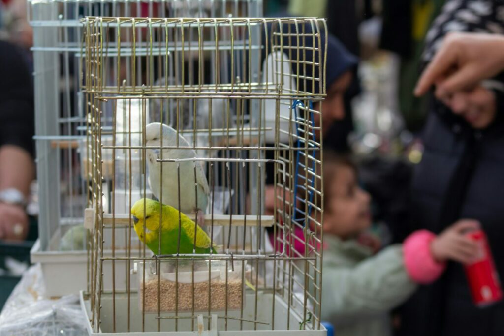 Explore the key elements of a well-equipped parrot cage with our guide on Cage Essentials in Parrot Care.