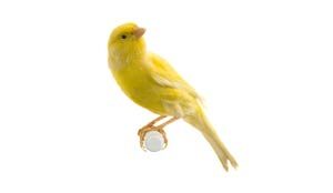 canary_breeders-6583721