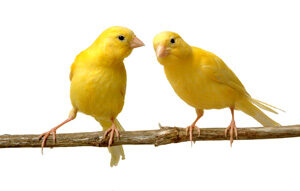 canary_breeds-2295637