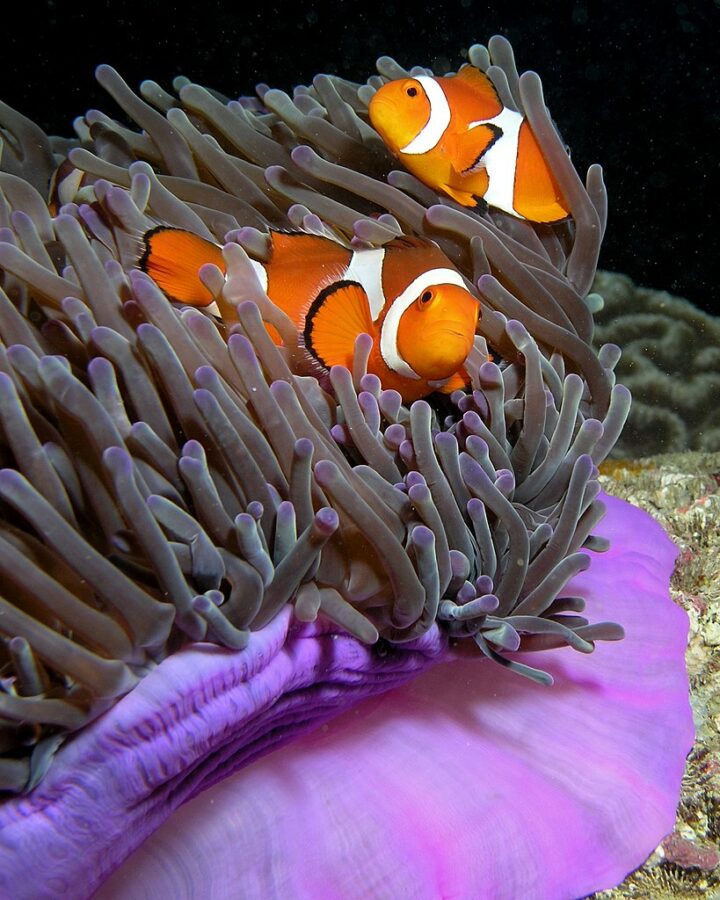 Discover quick tips for caring for a marine anemone with gentle hands ensuring a thriving environment in a well-maintained aquarium.
