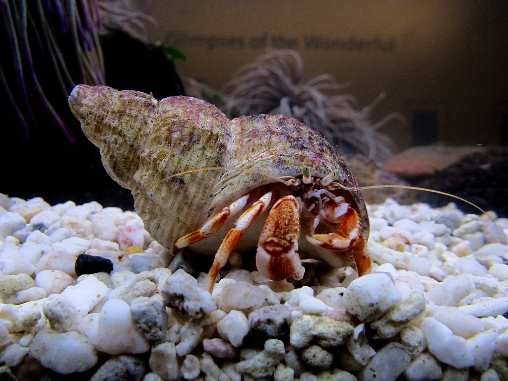 Delve into the essential aspects of responsible pet ownership with a guide on caring for your new hermit crab.