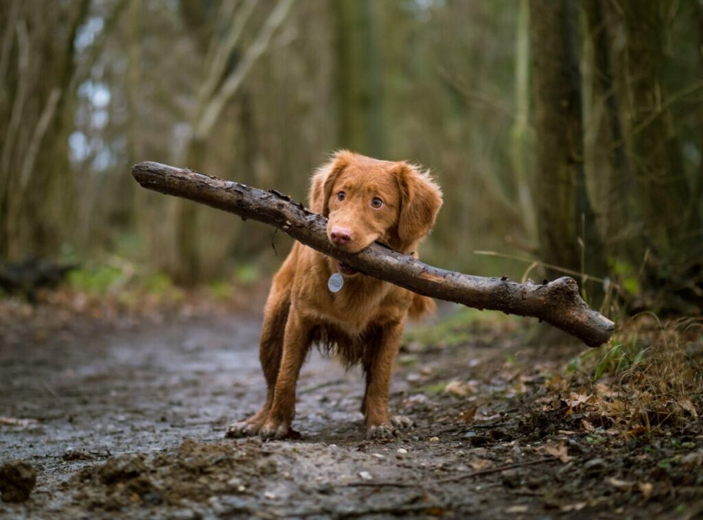 Navigate the various challenges that come with puppy growth by understanding their evolving needs and behaviors.