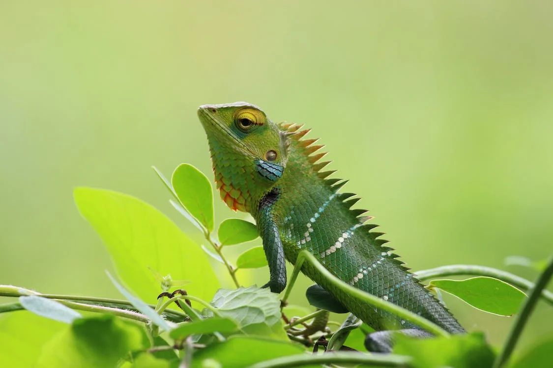 Beautiful Chameleon Lizard with leaf camouflage