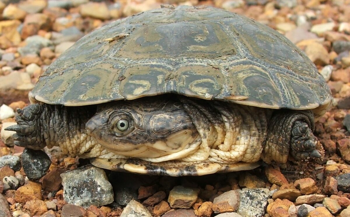 Chelonian Tortoise