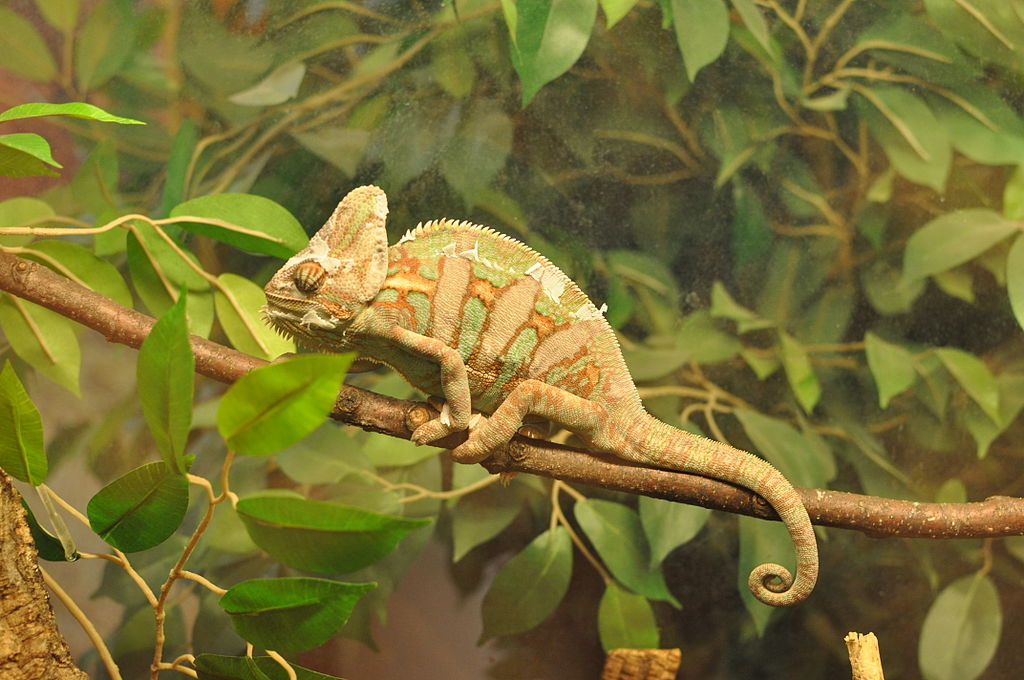 This image guides viewers in choosing the perfect Yemen chameleon by showcasing various colorations and patterns available, catering to individual preferences and requirements.