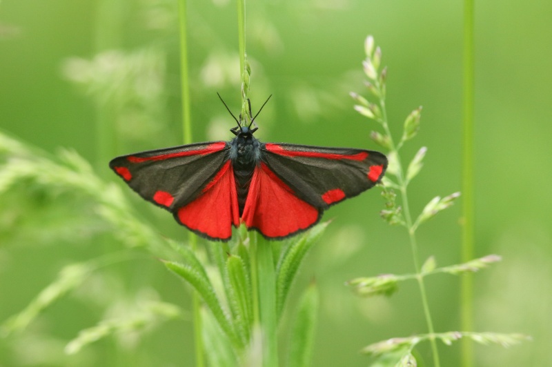 A Cinnabar Moth, Tyria jacobaeae, perching on a plant in a meadow in spring