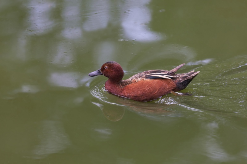 Male Cinnamon Teal swimming in pond
