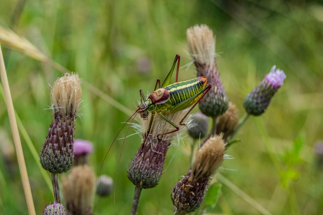 Close up shot of a small cricket