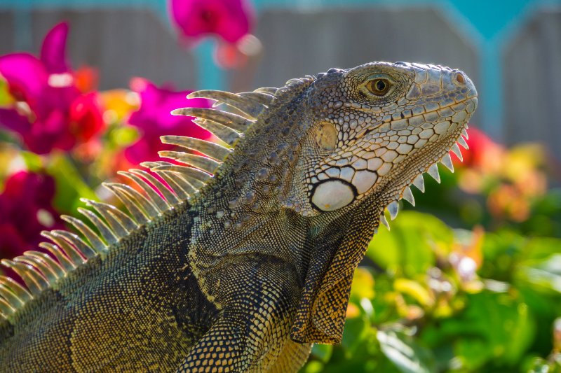 Close up side view of giant reptile Iguana lizard with plants behind