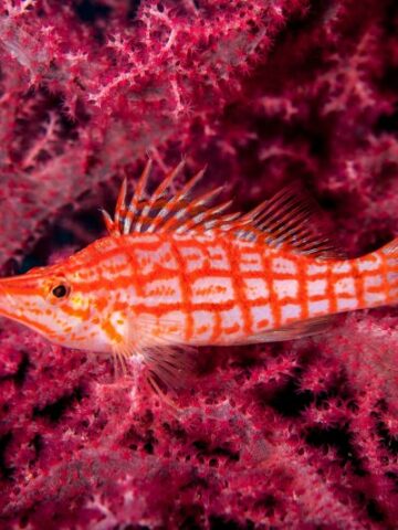 Unveiling the Captivating Longnose Hawkfish: A Vibrant Beauty of the Ocean