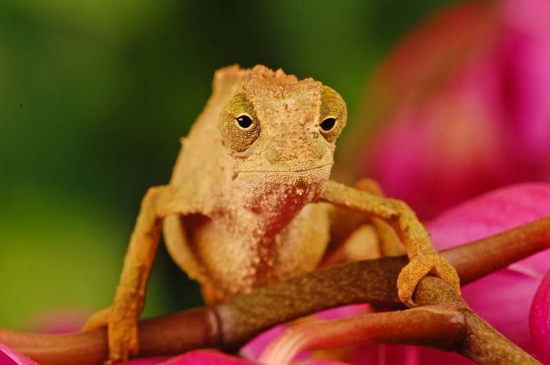 Closeup view of Pygmy chameleon