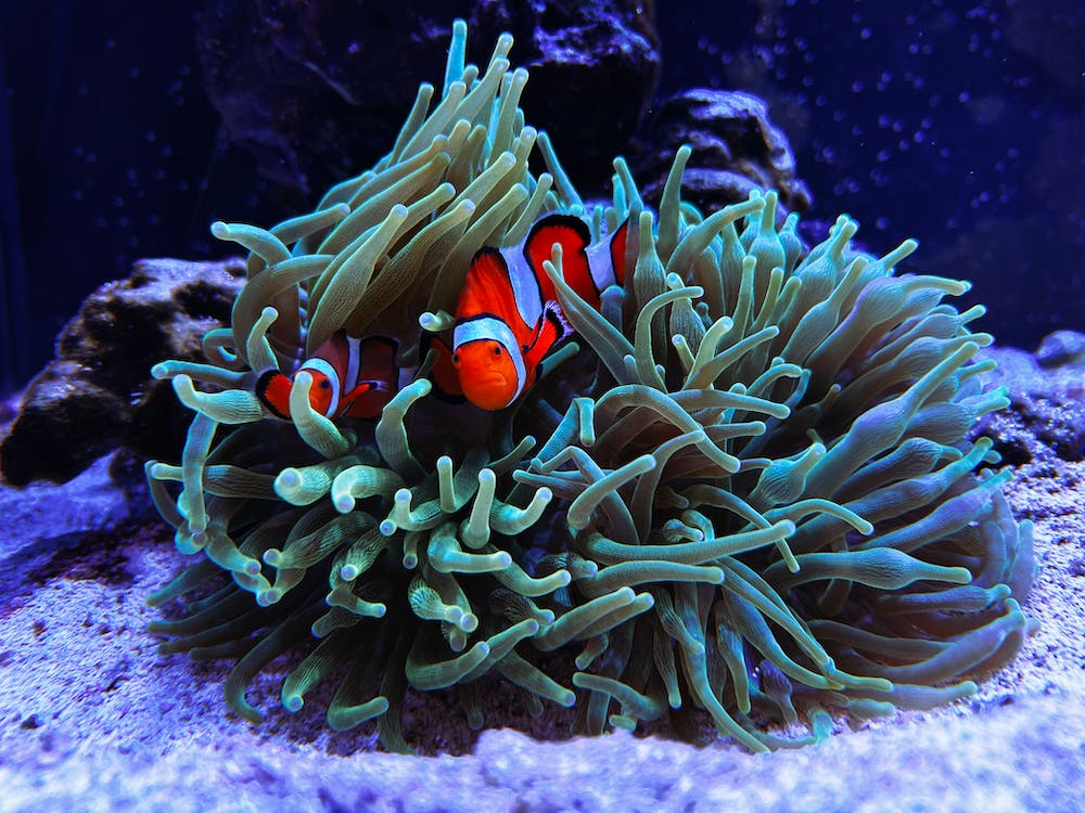 Clownfish in an anemonia