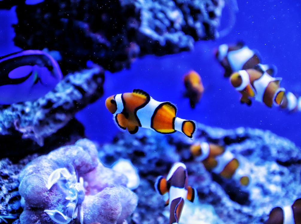 Beautiful Clownfish in the sea