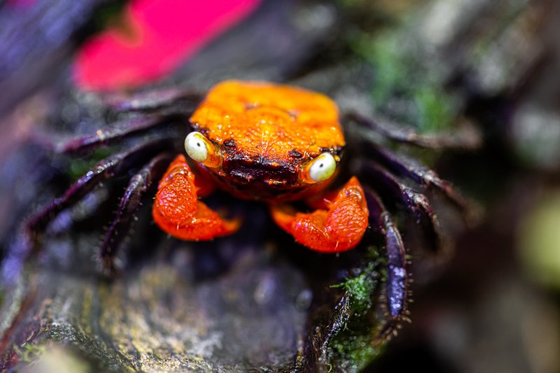 Closeup of vampire crab